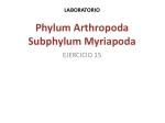 LABORATORIO Phylum Arthropoda Subphylum Myriapoda