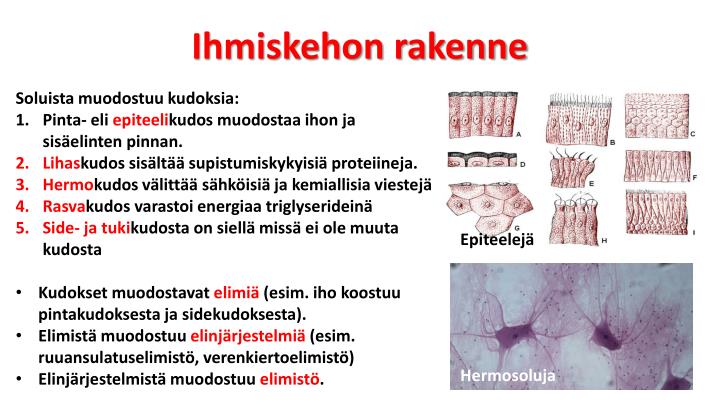 ihmiskehon rakenne