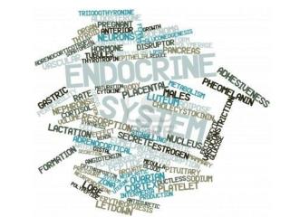 Endocrine System Glands &amp; Hormones