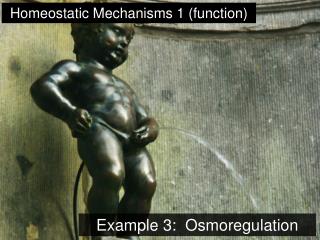 Example 3: Osmoregulation
