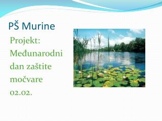 p murine