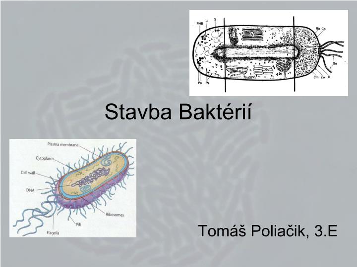 stavba bakt ri