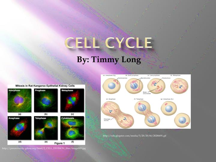 cell cycle