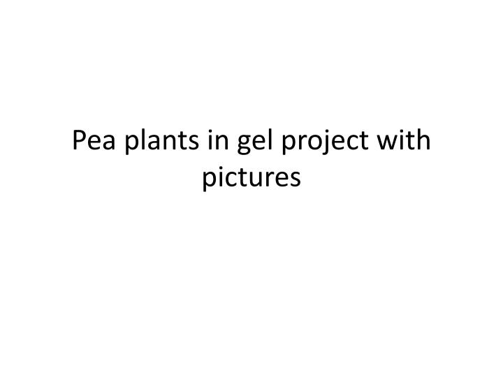 pea plants in gel project with pictures