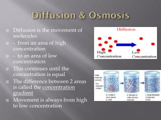 Diffusion &amp; Osmosis