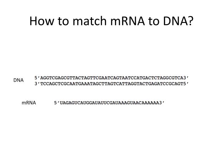 how to match mrna to dna