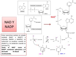 nad y nadp