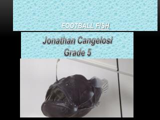 FOOTBALL FISH