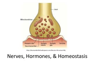 Nerves, Hormones, &amp; Homeostasis