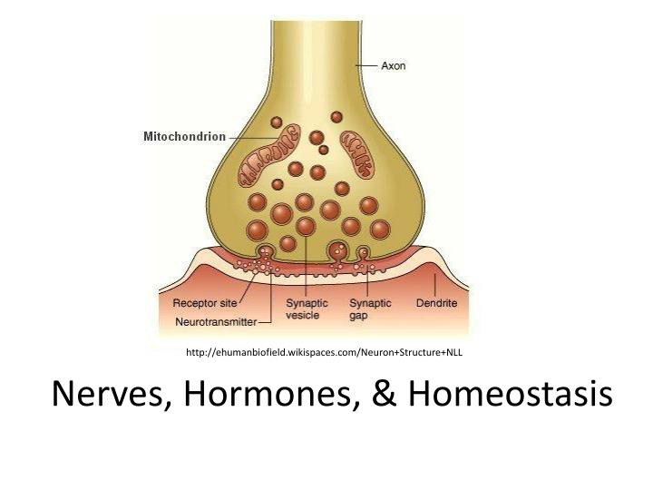 nerves hormones homeostasis