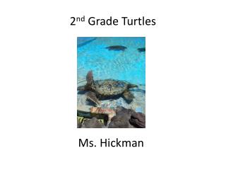 2 nd Grade Turtles