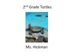 2 nd Grade Turtles - slide 1