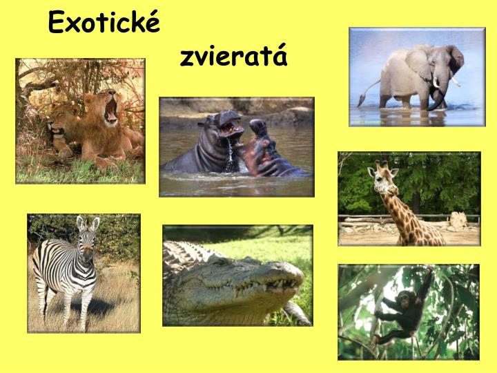 exotick zvierat