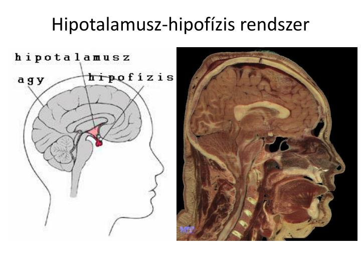 hipotalamusz hipof zis rendszer