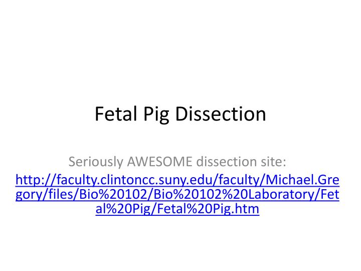 fetal pig dissection