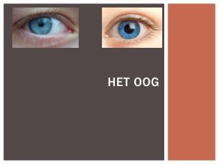 het oog