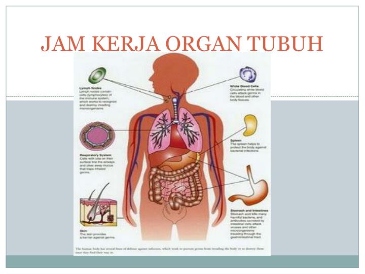 jam kerja organ tubuh