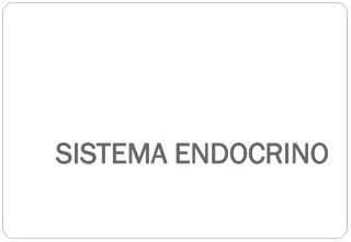 sistema endocrino