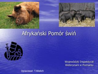 afryka ski pom r wi