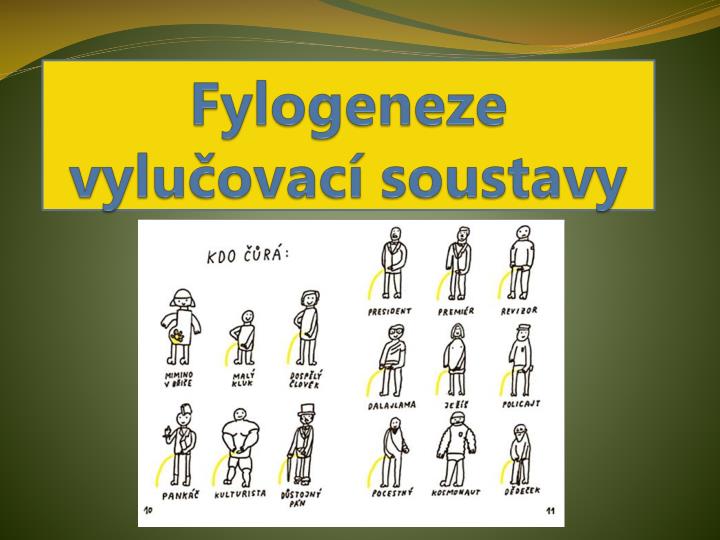 fylogeneze vylu ovac soustavy