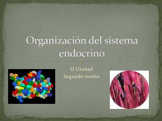 organizaci n del sistema endocrino