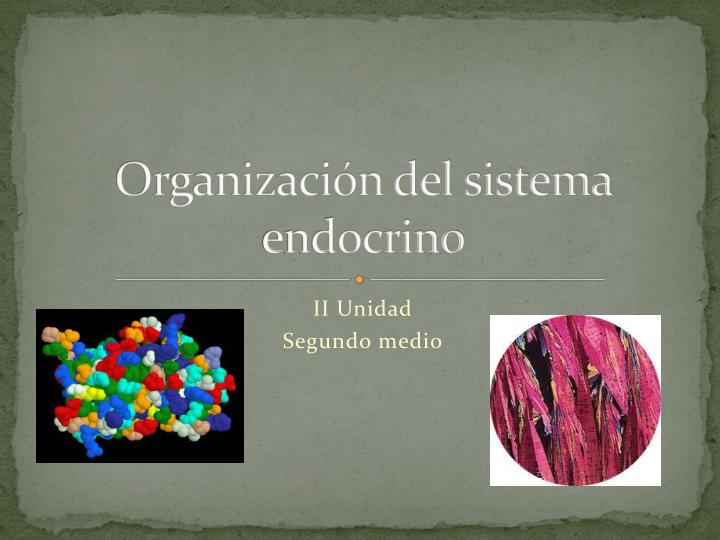 organizaci n del sistema endocrino