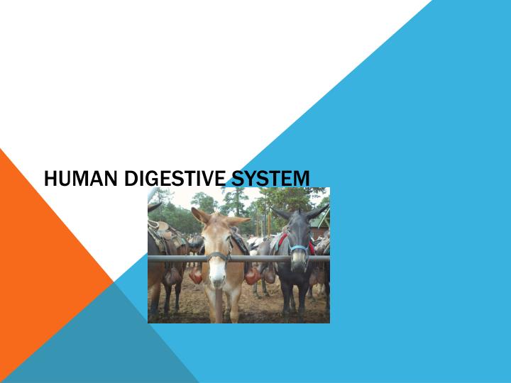 human digestive system