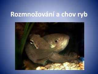 rozmno ov n a chov ryb