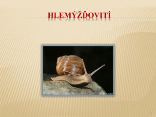hlem ovit
