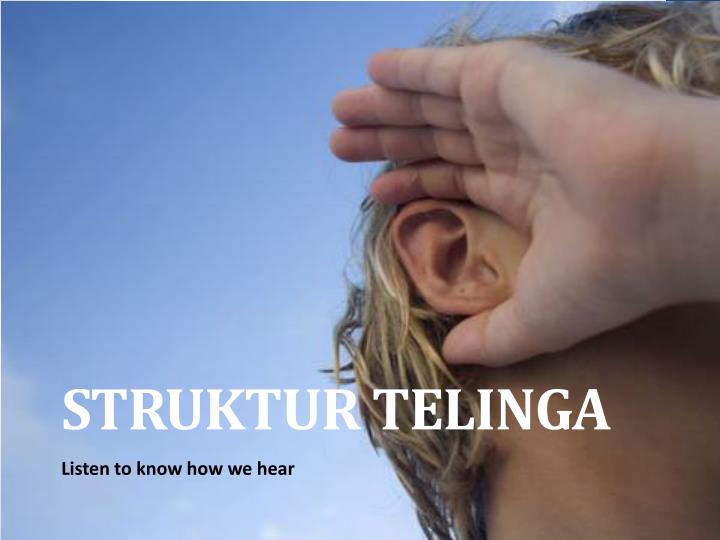 struktur telinga