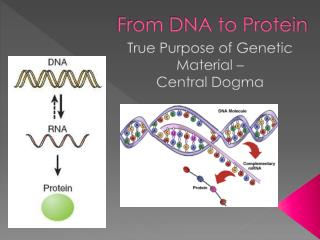 From DNA to Protein