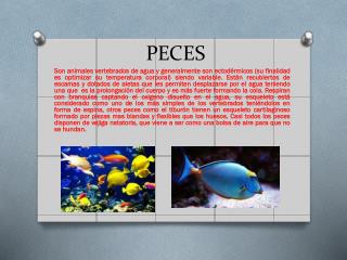 peces