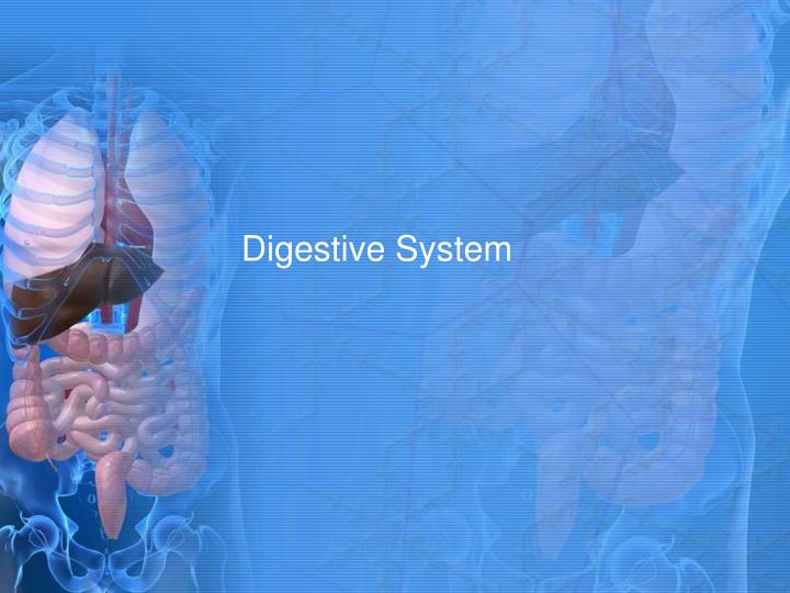 digestive system