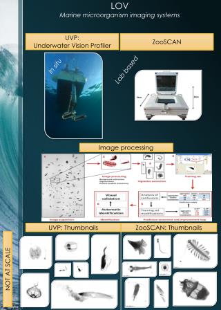 LOV Marine microorganism imaging systems