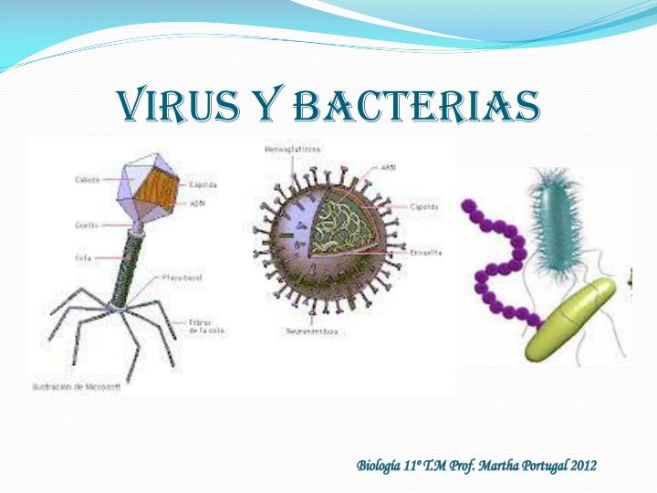 virus y bacterias
