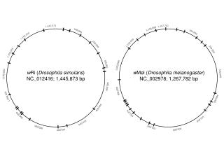 w Ri ( Drosophila simulans ) NC_012416; 1,445,873 bp