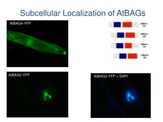 Subcellular Localization of AtBAGs