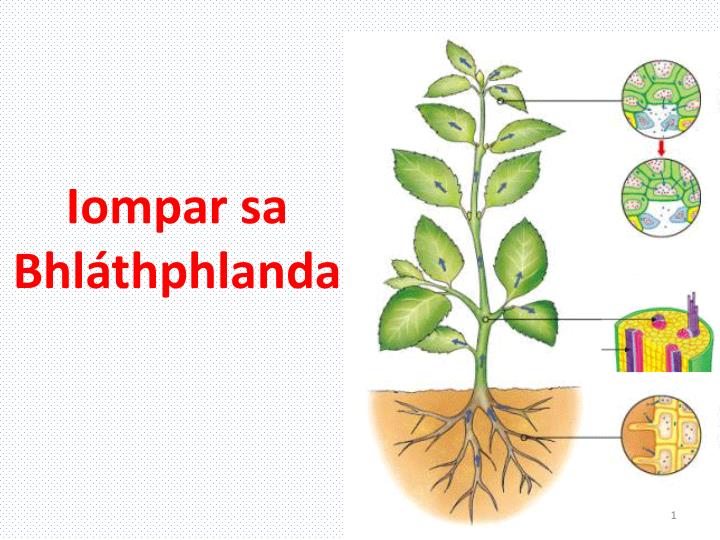 iompar sa bhl thphlanda