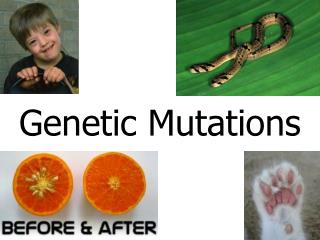 Genetic Mutations