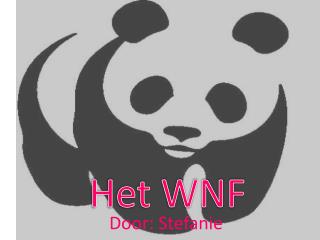 door stefanie