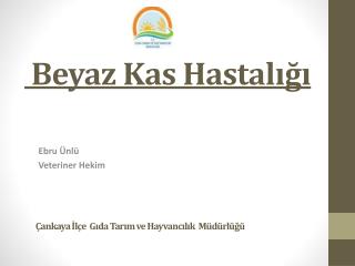 beyaz kas hastal