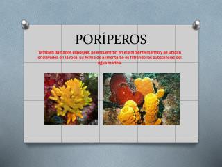 PORÍPEROS