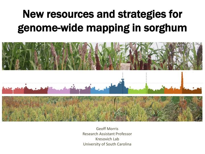new resources and strategies for genome wide mapping in sorghum