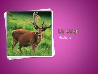 le cerf