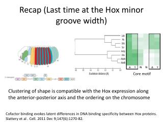 Recap (Last time at the Hox minor groove width)