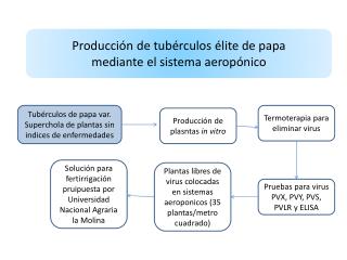 Producción de tubérculos élite de papa mediante el sistema aeropónico