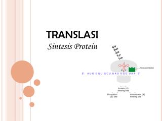 translasi
