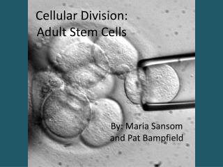 Cellular Division: Adult Stem Cells