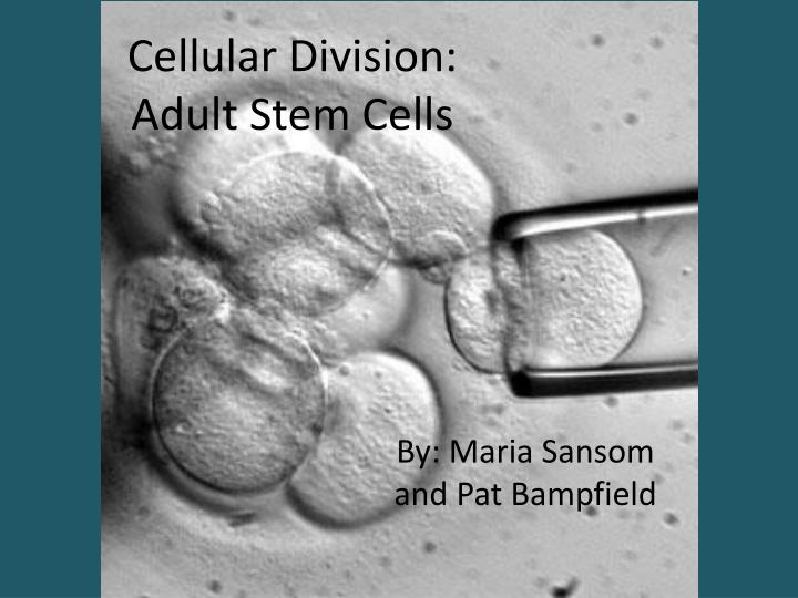 cellular division adult stem cells