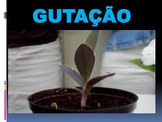 guta o